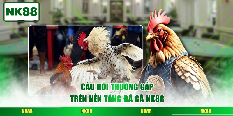 Câu hỏi thường gặp trên nền tảng đá gà NK8