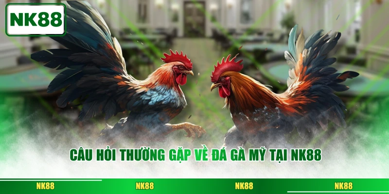 Câu hỏi thường gặp về đá gà Mỹ tại NK88