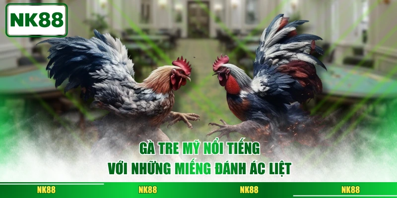 Gà tre Mỹ nổi tiếng với những miếng đánh ác liệt