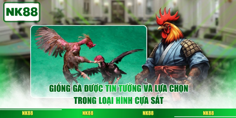 Giống gà được tin tưởng và lựa chọn trong loại hình cựa sắt