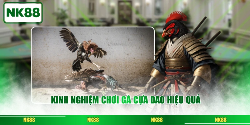 Kinh Nghiệm Chơi Gà Cựa Dao Hiệu Quả