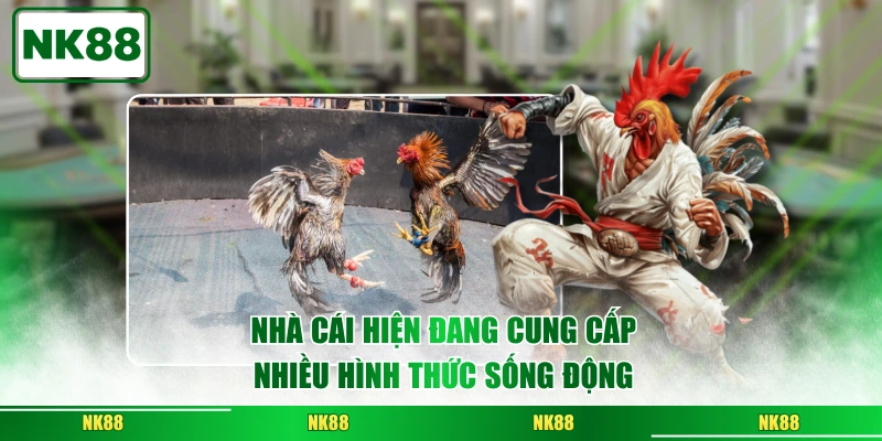 Nhà cái hiện đang cung cấp nhiều hình thức sống động